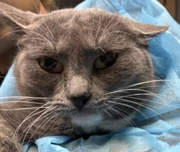 Domestic Short Hair Cats Available for Adoption - Greyce | PetCurious