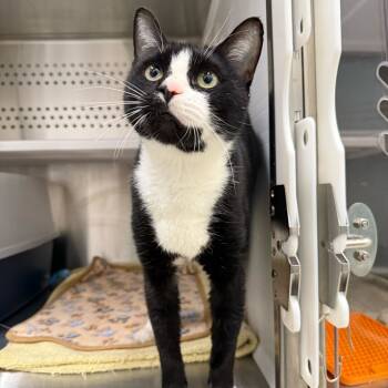 Rescue Domestic Short Hair Cats for Adoption in Warwick, Rhode Island - Norah | PetCurious