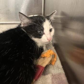 Domestic Short Hair Cats Available for Adoption - Rose | PetCurious
