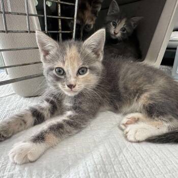 Rescue Domestic Short Hair Cats for Adoption in Woodstock, Virginia - Breeze May | PetCurious