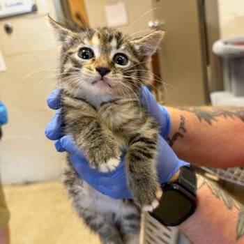 Rowan -  Domestic Short Hair Cat for Adoption in Birmingham, Alabama - Rowan | PetCurious