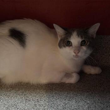Bobbie -  American Bobtail Cat for Adoption in Sarasota, Florida - Bobbie | PetCurious