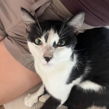 Murphy (loves car rides and laps) -  Tuxedo and Domestic Medium Hair Cat for Adoption in Satsuma, Alabama - Murphy (loves Car Rides And Laps) | PetCurious