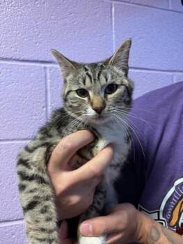 Domestic Short Hair Cats Available for Adoption in El Paso, Texas - 60798375 | PetCurious