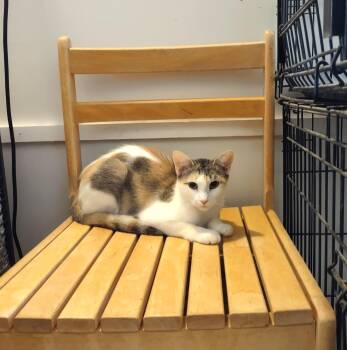 Tomi -  Calico Cat for Adoption in Golden Valley, Arizona - Tomi | PetCurious