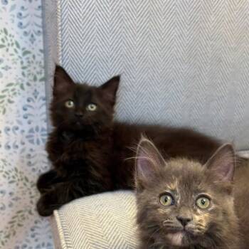 Fairy God Mother -  Domestic Long Hair Cat for Adoption in Dearborn, Michigan - Fairy God Mother | PetCurious