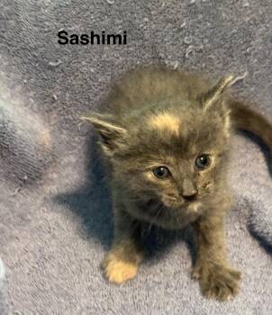 Sashimi -  Domestic Short Hair Cat for Adoption in Houston, Texas - Sashimi | PetCurious