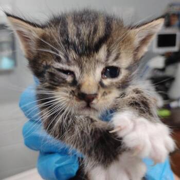 Wendy -  Domestic Short Hair Cat for Adoption in Summerville, South Carolina - Wendy | PetCurious