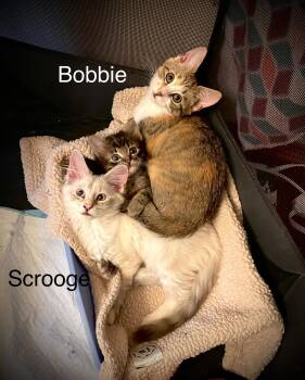 Rescue Domestic Short Hair Cats for Adoption in Beach Park, Illinois - Bobbie Scratchit | PetCurious