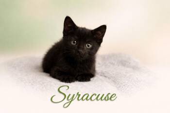 Syracuse -  Domestic Short Hair Cat Available for Adoption - Syracuse | PetCurious