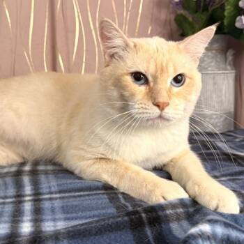 Draco -  Siamese Cat for Adoption in Long Beach, Mississippi - Draco | PetCurious