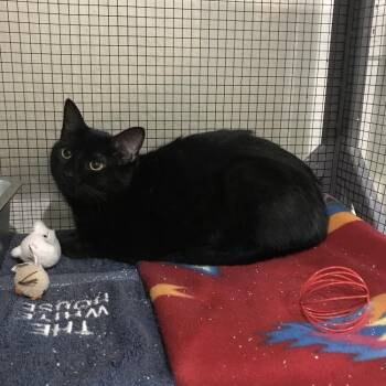 Domestic Short Hair Cats Available for Adoption in Pinellas Park, Florida - Dallas | PetCurious