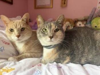 Cassie & Vader -  American Shorthair Cat for Adoption in Lemoyne, Pennsylvania - Cassie & Vader | PetCurious