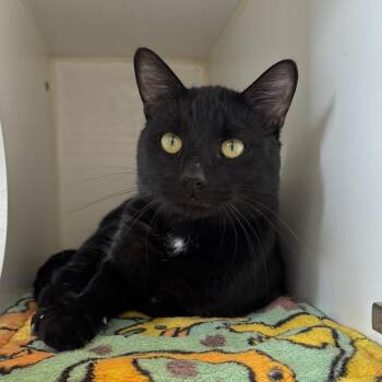 Domestic Short Hair Cats Available for Adoption in Naperville, Illinois - Guerrero | PetCurious