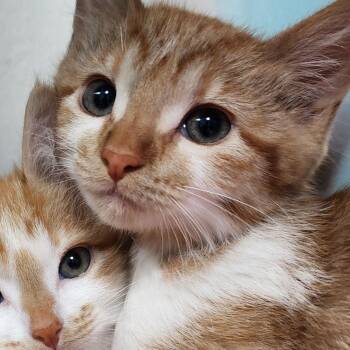 Hyacinth -  Domestic Short Hair Cat Available for Adoption in Ely, Minnesota - Hyacinth | PetCurious