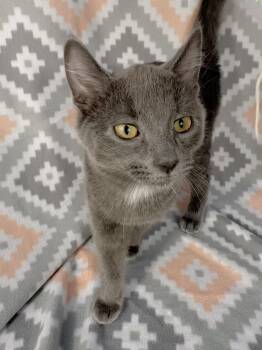 Hunter -  Domestic Short Hair Cat for Adoption in Minneapolis, Minnesota - Hunter | PetCurious