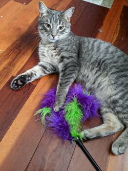 Rescue Domestic Short Hair Cats for Adoption in Spencerville, Ontario - Pear | PetCurious