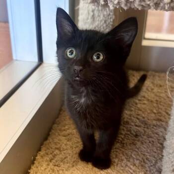 Domestic Short Hair Cats Available for Adoption in Walnut Creek, California - Bow Wow | PetCurious