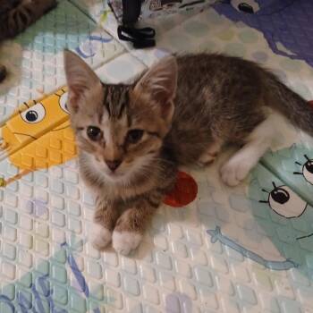 Estelle -  Domestic Short Hair Cat for Adoption in West Palm Beach, Florida - Estelle | PetCurious