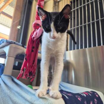 Bingo -  Domestic Short Hair Cat for Adoption in Riverside, California - Bingo | PetCurious