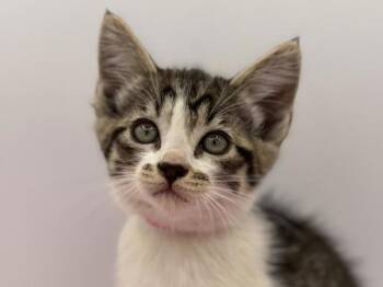 Melys -  Domestic Short Hair Cat for Adoption in Portland, Oregon - Melys | PetCurious