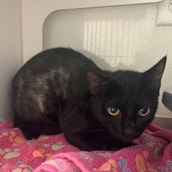 Meredith -  Domestic Short Hair Cat for Adoption in Long Beach, California - Meredith | PetCurious