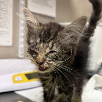 Honey -  Domestic Medium Hair Cat for Adoption in Yuma, Arizona - Honey | PetCurious
