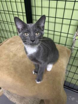 Rescue Domestic Long Hair Cats for Adoption in Muskegon, Michigan - Wedge | PetCurious