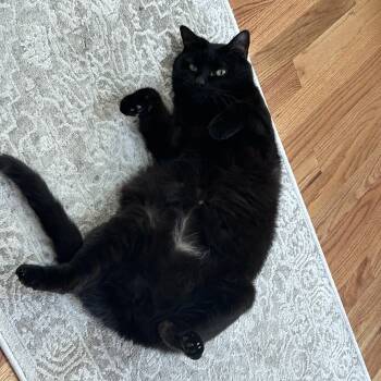 Rescue Domestic Short Hair Cats for Adoption in Voorhees Township, New Jersey - Buddy | PetCurious