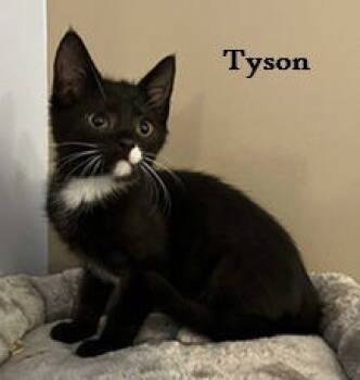 Rescue Domestic Short Hair Cats for Adoption in Elkins, West Virginia - Tyson | PetCurious