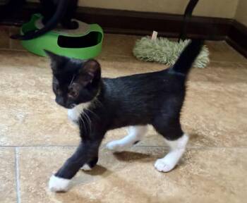 Lacey -  Domestic Short Hair and Oriental Short Hair Cat for Adoption in Pensacola, Florida - Lacey | PetCurious