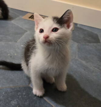 Rescue Domestic Short Hair Cats for Adoption in San Jose, California - Moo | PetCurious