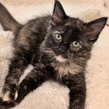 Mela -  Domestic Medium Hair Cat for Adoption in Prescott, Arizona - Mela | PetCurious
