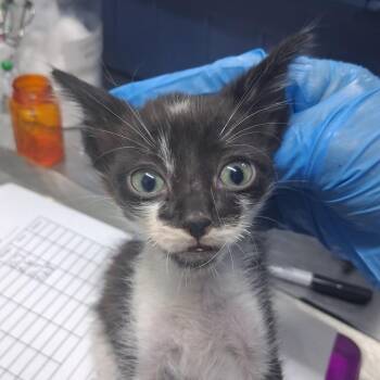 Missoula -  Domestic Short Hair Cat for Adoption in Summerville, South Carolina - Missoula | PetCurious
