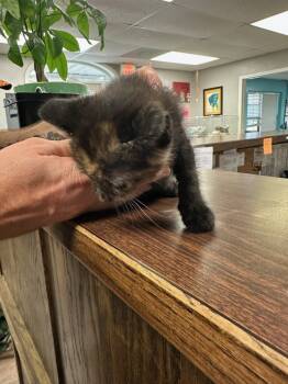 Rescue Domestic Short Hair Cats for Adoption in Hot Springs, Arkansas - Calli | PetCurious