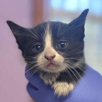 Domestic Short Hair Cats Available for Adoption - Mapo Tofu | PetCurious