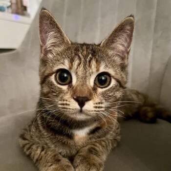 Calvie -  Domestic Short Hair Cat for Adoption in Cumming, Georgia - Calvie | PetCurious