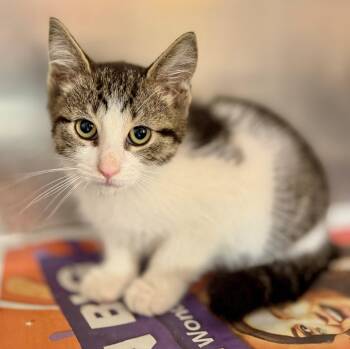 Victoria -  Domestic Short Hair Cat for Adoption in Hamilton, Ontario - Victoria | PetCurious