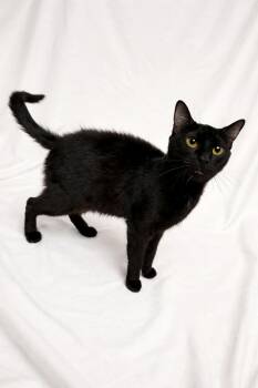 Domestic Short Hair Cats Available for Adoption - Boots | PetCurious