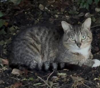Hamburglar McDonalds -  Domestic Short Hair Cat for Adoption in Mount Laurel Township, New Jersey - Hamburglar McDonalds | PetCurious