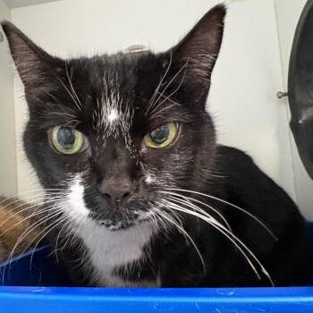 Snickers -  Domestic Short Hair Cat for Adoption in Port Richey, Florida - Snickers | PetCurious