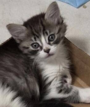Fiona -  Domestic Long Hair Cat for Adoption in Harvey, Louisiana - Fiona | PetCurious