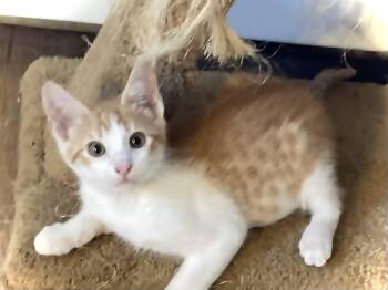 Crunch Berries -  Domestic Short Hair Cat for Adoption in Monson, Massachusetts - Crunch Berries | PetCurious