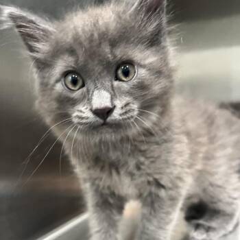 Cain -  Domestic Long Hair Cat for Adoption in Richmond Hill, Georgia - Cain | PetCurious