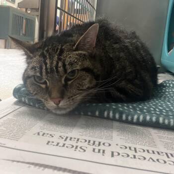 Sage -  Domestic Short Hair Cat Available for Adoption in Kansas City, Kansas - Sage | PetCurious