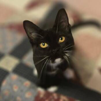 Pepper -  Domestic Short Hair Cat for Adoption in Watertown, Wisconsin - Pepper | PetCurious