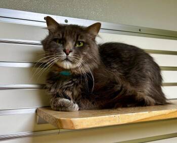 Domestic Long Hair Cats Available for Adoption in New Philadelphia, Ohio - ChiChi | PetCurious