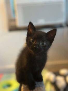 Percy -  Domestic Short Hair Cat for Adoption in Edmond, Oklahoma - Percy | PetCurious