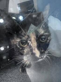 Fox -  Domestic Short Hair Cat for Adoption in Daytona Beach, Florida - Fox | PetCurious