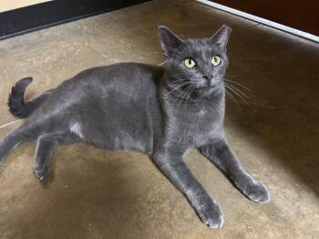 Rescue Domestic Short Hair and Russian Blue Cats for Adoption in Cleveland, Ohio - Cartwright | PetCurious